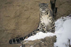 Images Dated 8th March 2006: Snow Leopard on snowy rockface {Panthera uncia} captive