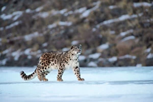 Snow Collection: Snow leopard (Uncia uncia) Altai Mountains, Mongolia. March