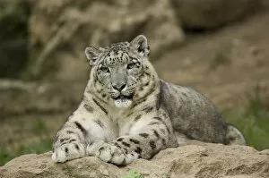 Snow Leopards Gallery: Snow leopard (Uncia uncia) captive, occurs in mountains of central and southern Asia