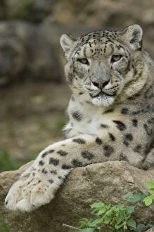 Snow Leopards Gallery: Snow leopard (Uncia uncia) captive, occurs in mountains of Central and southern Asia