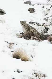 Images Dated 15th February 2013: Snow Leopard (Uncia uncia) with Himalayan Blue Sheep (Pseudois nayaur) kill, Hemas National Park