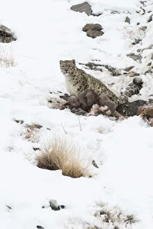 Himalaya Prints: Snow Leopard (Uncia uncia) with Himalayan Blue Sheep (Pseudois nayaur) kill