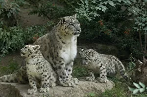 Snow Leopards Gallery: Snow leopard (Uncia uncia) mother with 2 cubs, captive, occurs in mountains of central