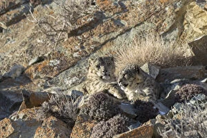 Snow leopard (Uncia uncia) pair resting in sunshine amongst rocks
