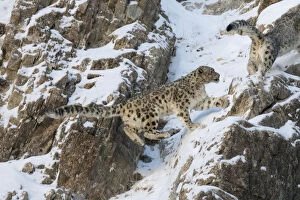 Snow leopard (Uncia uncia) pair on snow covered rocky slope