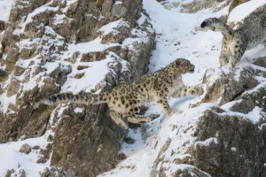 Felis Urbis Prints: Snow leopard (Uncia uncia) pair on snow covered rocky slope