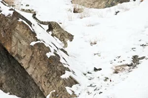 Snow Leopards Gallery: Snow Leopard (Uncia uncia) walking down snow covered slope, Hemis National Park, Ladakh