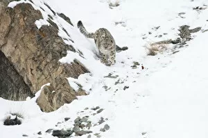 Snow Leopards Gallery: Snow leopard (Uncia uncia) walking down snow covered slope, Hemas National Park, Ladakh, India