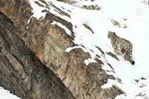 Images Dated 15th February 2013: Snow Leopard (Uncia uncia) walking down snow covered slope, Hemas National Park, Ladakh