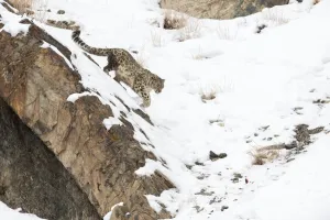 Felis Urbis Prints: Snow Leopard (Uncia uncia) walking down snow covered slope, Hemis National Park, Ladakh