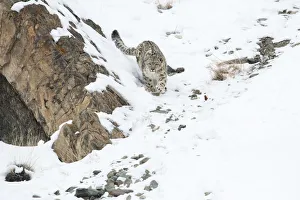 Snow leopard (Uncia uncia) walking down snow covered slope, Hemas National Park, Ladakh, India