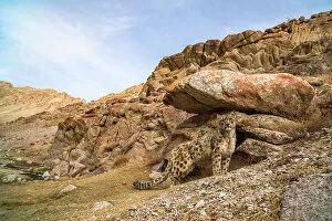 Camouflage Collection: Snow leopard (Unica unica) standing beside boulder in rocky landscape of Himalayas