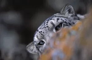 Snow Leopards Gallery: Snow leopard. Wild. {Panthera uncia} Hemis NP, Ladakh, India