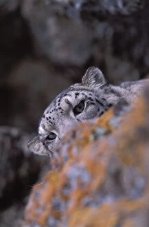 Snow Leopards Gallery: Snow leopard. Wild. {Panthera uncia} Ladakh, India