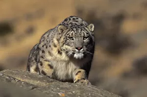 Snow Leopards Gallery: Snow leopard. Wild {Panthera uncia} Ladakh, India