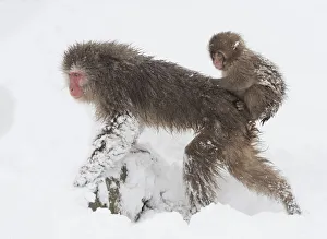 Snow monkey or Japanese macaque (Macaca fuscata) female with baby clinging to her back