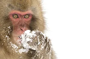 Chubu Prints: Snow Monkey (Macaca fuscata) with snow covered paw in front of mouth, Nagano, Japan