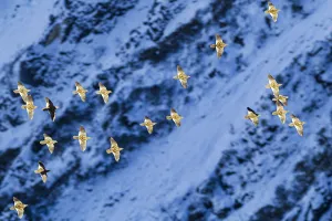 Snow partridge (Lerwa lerwa) flock flying past snowy rockface, in evening light