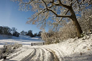 2018 June Highlights Collection: Snow scene from Lower Brcokhampton, with Sessile Oak (Quercus petrea) track and farm gate