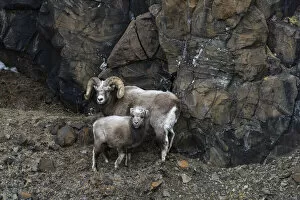 High Altitude Collection: Snow sheep (Ovis nivicola borealis) adult with lamb, huddled against the rockface