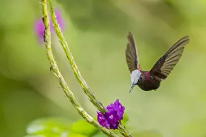 Images Dated 18th August 2013: Snowcap hummingbird (Microchera albocoronata) visiting Porterweed (Stachytarpheta sp)