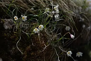 Liliaceae Prints: Snowdon lily (Gagea serotina) in flower, Switzerland. June