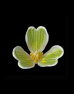 Anthers Gallery: Snowdrop (Galanthus nivalis) anthers and inner petals.Outer petals have been removed