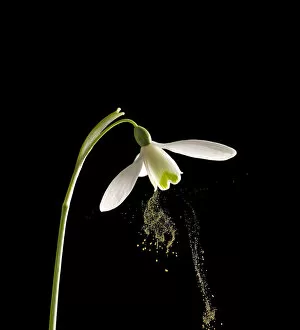 Snowdrop (Galanthus nivalis) dispersing pollen by sonication which replicates buzz pollination