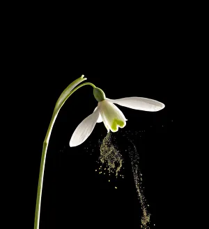 Galanthus Prints: Snowdrop (Galanthus nivalis) dispersing pollen by sonication which replicates buzz pollination