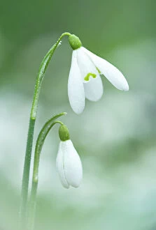 Seed Plant Collection: Snowdrop (Galanthus nivalis) in flower, Lenaderg House, Banbridge Co. Down, Northern Ireland