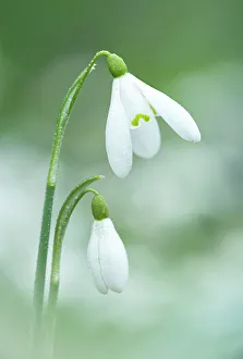 Spermatophytina Collection: Snowdrop (Galanthus nivalis) in flower, Lenaderg House, Banbridge Co. Down, Northern Ireland