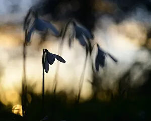 June 2021 Highlights Gallery: Snowdrop (Galanthus nivalis) flowering, silhouetted at sunset, London, UK, February