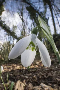 Snowdrop (Galanthus nivalis) growing in Il Sasseto, Torrealfina, Lazio, Italy Snowdrop (Galanthus nivalis) growing in Il Sasseto, Torrealfina, Lazio, Italy
