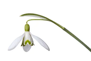 Snowdrop (Galanthus nivalis) Peak District National Park, Derbyshire, UK. March