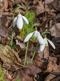 Galanthus Prints: Snowdrops (Galanthus nivalis) in flower in leaf litter, Lazio, Italy. January