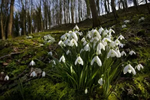Monocotyledon Collection: Snowdrops (Galanthus nivalis) flowering in woodland