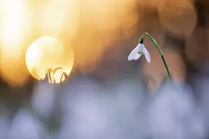 Galanthus Prints: Snowdrops (Galanthus nivalis) flowering in woodland at dusk