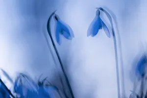 Galanthus Prints: Snowdrops (Galanthus nivalis) silhouetted at twilight, double exposure, Broxwater