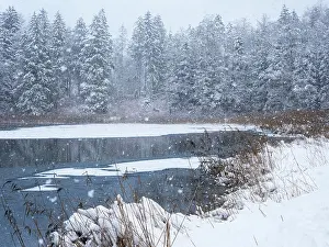 Pond Prints: Snowfall over pond and forest, Upper Bavaria, Germany. February, 2023