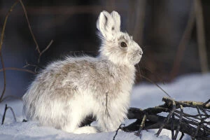 Snowshoe hare (Lepus americanus) adult with coat changing into summer colors, south