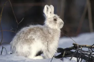 Lagomorphs Prints: Snowshoe hare (Lepus americanus) adult with coat changing into summer colors, south