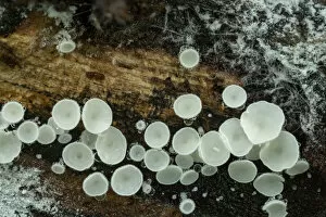 Snowy disco fungus (Lachnum virgineum) Gosford Forest Park, County Armagh
