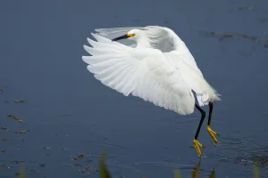 Snowy Egret (Egretta thula) adult in breeding plumage taking flight, Viera Wetlands