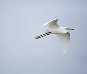 North American Birds Collection: Snowy egret (Egretta thula) flying over river, Everglades National Park, Florida