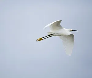 Images Dated 11th December 2009: Snowy egret (Egretta thula) flying over river, Everglades National Park, Florida