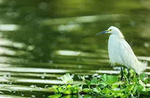 Pontederiaceae Prints: Snowy egret (Egretta thula) perched on raft of Water hyacinth (Pontederia crassipes) on a canal