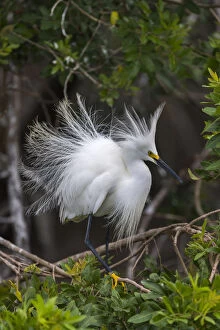 2019 September Highlights Gallery: Snowy egret (Egretta thula) shows its breeding plumage. St. Johns Management Area