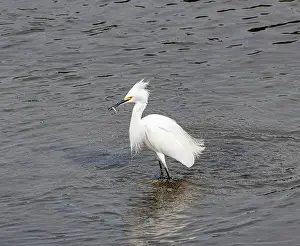 California Prints: Snowy egret (Egretta thula) standing in shallow water