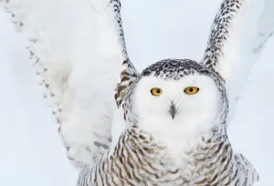 Owls Prints: Snowy owl (Bubo scandiaca) close up of female landing on snow covered ground
