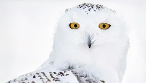 Christmas Prints: Snowy owl (Bubo scandiaca) female, head portrait, Canada. January